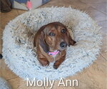 Small Dachshund