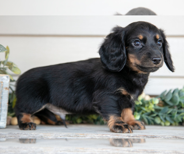 Medium Photo #3 Dachshund Puppy For Sale in NAPPANEE, IN, USA