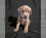 Small #1 Mutt