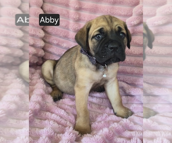 Medium Photo #8 Cane Corso Puppy For Sale in MINERAL WELLS, WV, USA