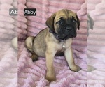 Small #7 Cane Corso