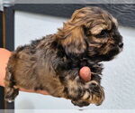 Small #1 ShihPoo