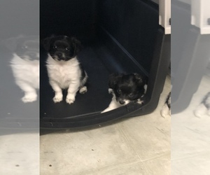 Maltese-ShihPoo Mix Puppy for sale in WINDER, GA, USA