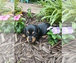 Small #4 Dachshund