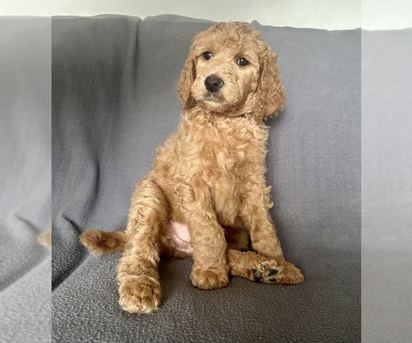 Medium Photo #1 Poodle (Standard) Puppy For Sale in MONROEVILLE, PA, USA