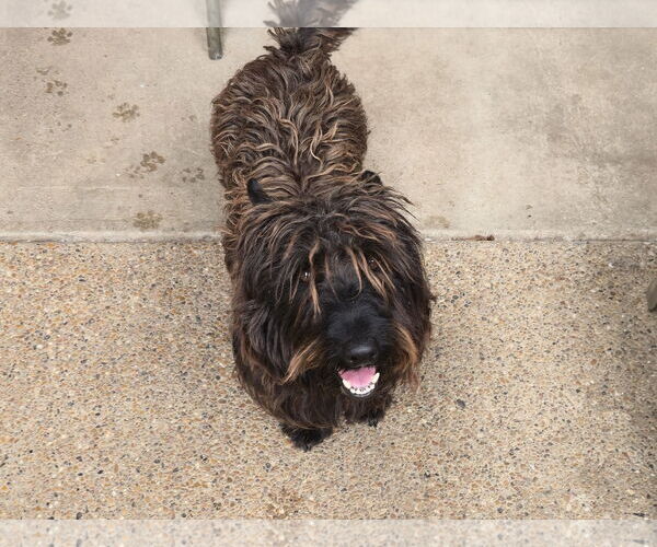 Medium Photo #2 Mutt Puppy For Sale in Dallas, TX, USA