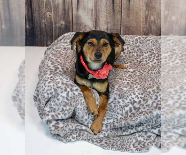 Medium Photo #3 Beagle-Colonial Cocker Spaniel Mix Puppy For Sale in Kennesaw, GA, USA