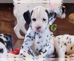 Dalmatian Puppy for sale in CANTON, TX, USA