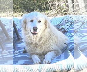 Medium Great Pyrenees