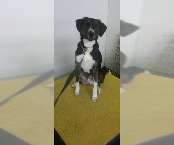 Medium Photo #29 Border Collie-Unknown Mix Puppy For Sale in Highland, IL, USA