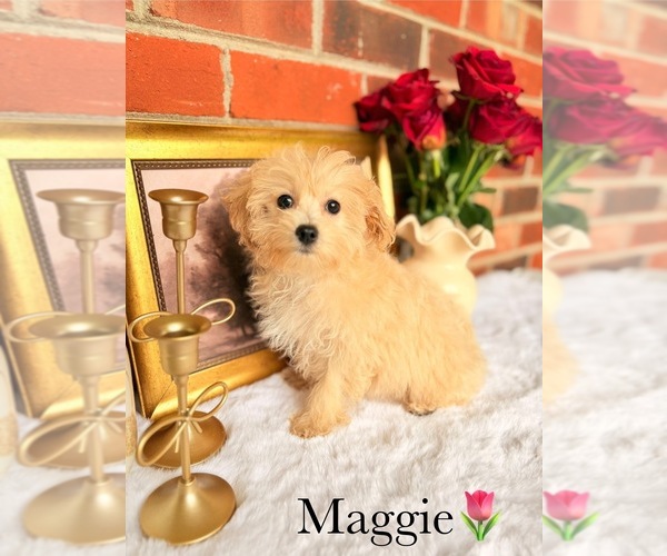 Medium Photo #15 Poo-Ton Puppy For Sale in MURFREESBORO, TN, USA