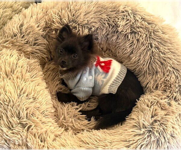 Medium Photo #2 Pomeranian Puppy For Sale in Wheaton, IL, USA