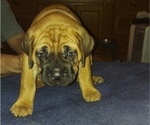 Puppy Hillary orange Cane Corso