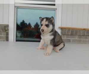 Alaskan Husky Puppy for sale in KIMMELL, IN, USA