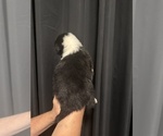Small #2 Australian Shepherd