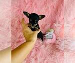 Small #3 Chihuahua