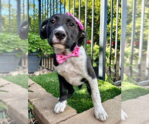 American Pit Bull Terrier-Unknown Mix Dogs for adoption in Redlands, CA, USA