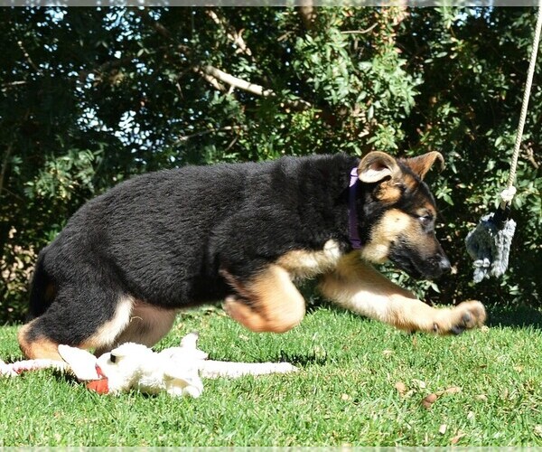Medium Photo #18 German Shepherd Dog Puppy For Sale in MURRIETA, CA, USA