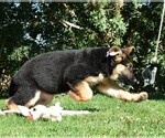 Small Photo #18 German Shepherd Dog Puppy For Sale in MURRIETA, CA, USA