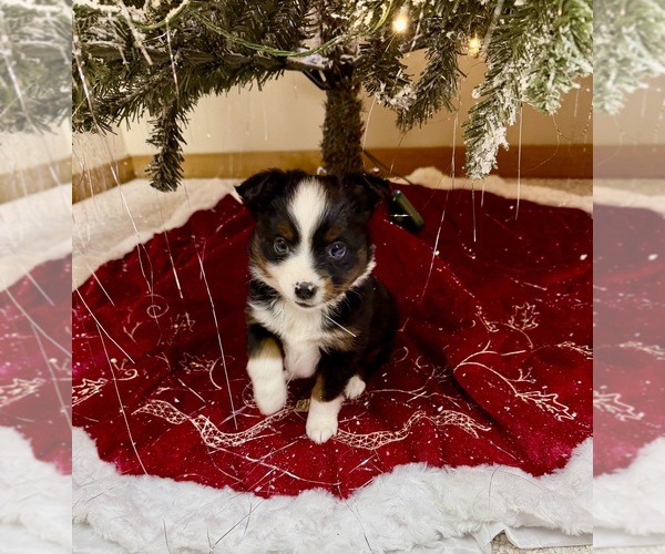 Medium Photo #1 Miniature Australian Shepherd Puppy For Sale in BEAVERTON, MI, USA