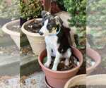 Small #2 German Shepherd Dog Mix