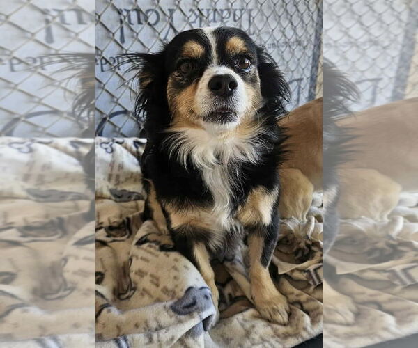 Medium Photo #2 Chihuahua-Spaniel Mix Puppy For Sale in El Centro, CA, USA