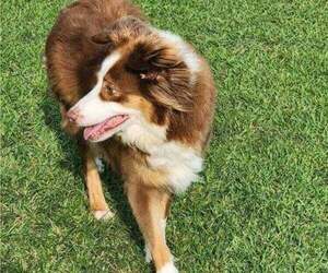 Mother of the Australian Shepherd puppies born on 11/06/2025