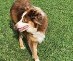 Small Photo #1 Australian Shepherd Puppy For Sale in BEULAVILLE, NC, USA