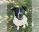Small #1 American Pit Bull Terrier Mix