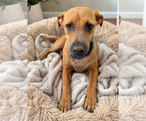Labrador Retriever-Unknown Mix Dogs for adoption in MIDWAY, UT, USA