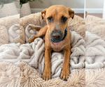 Small Labrador Retriever Mix