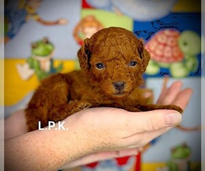 Poodle (Toy) Puppy for sale in WINNSBORO, LA, USA