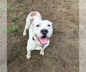 American Pit Bull Terrier Dogs for adoption in Ocala, FL, USA