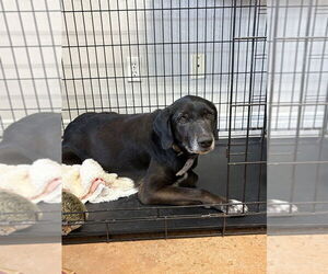 Labrador Retriever-Unknown Mix Dogs for adoption in Bolivar, MO, USA