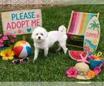 Small #1 Maltese