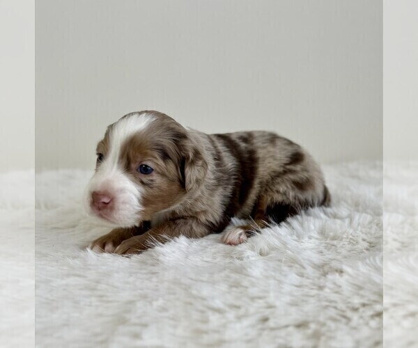 Medium Photo #7 Aussiedoodle Miniature -Miniature Bernedoodle Mix Puppy For Sale in CULPEPER, VA, USA