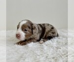 Small #6 Aussiedoodle Miniature -Miniature Bernedoodle Mix