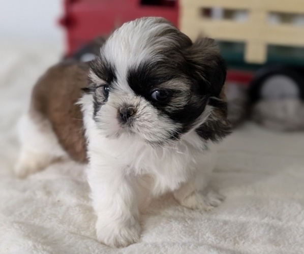 Medium Photo #11 Shih Tzu Puppy For Sale in GOSHEN, IN, USA
