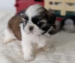Small #10 Shih Tzu