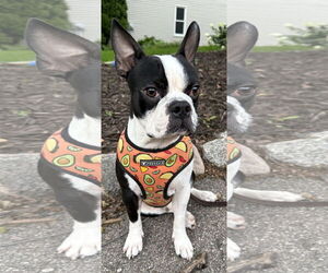 Medium Faux Frenchbo Bulldog