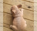 Small Photo #7 French Bulldog Puppy For Sale in HOFFMAN ESTATES, IL, USA