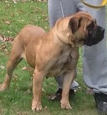 Boerboel Puppy for sale in SAINT LOUIS, MO, USA