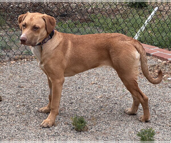 Medium Photo #3 Labrador Retriever-Unknown Mix Puppy For Sale in Lake Elsinore, CA, USA