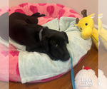 Small #4 Retriever  Mix