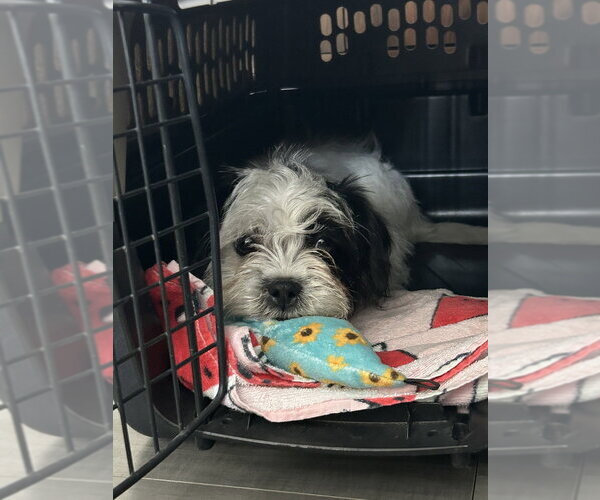 Medium Photo #14 Shih Tzu-Unknown Mix Puppy For Sale in Pacifica, CA, USA
