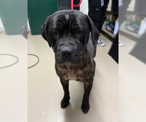 Mutt Dogs for adoption in Fremont, CA, USA