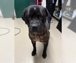 A199452 - Female Mutt Dog for Adoption - Small photo