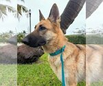 Small Photo #4 German Shepherd Dog Puppy For Sale in Fort Lauderdale, FL, USA