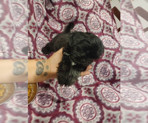 Medium Photo #1 Shih Tzu Puppy For Sale in SAN ANTONIO, TX, USA