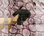 Small Shih Tzu